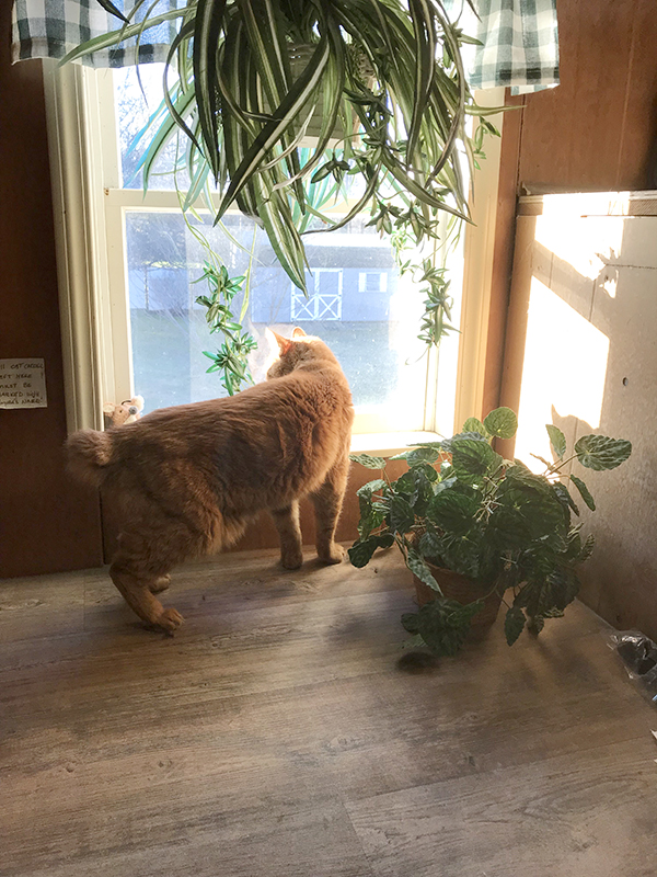 Cat Boarding Homestead Kennels & Cattery LLC