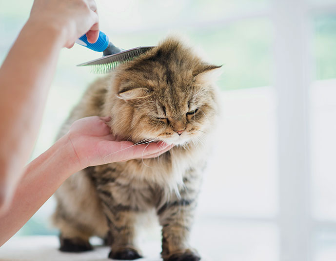 Cat Grooming