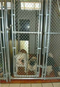 Dog Boarding Services